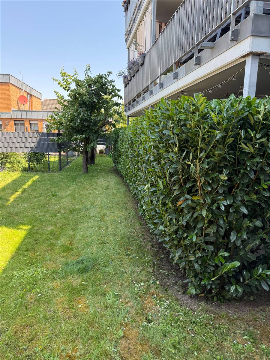 Gemähter Rasen und Kirschlorbeerhecke an einer Wohnanlage