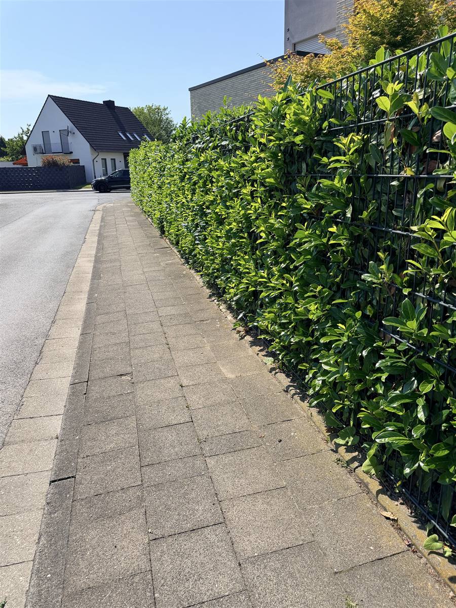 Kirschlorbeerhecke entlang eines Gehwegs